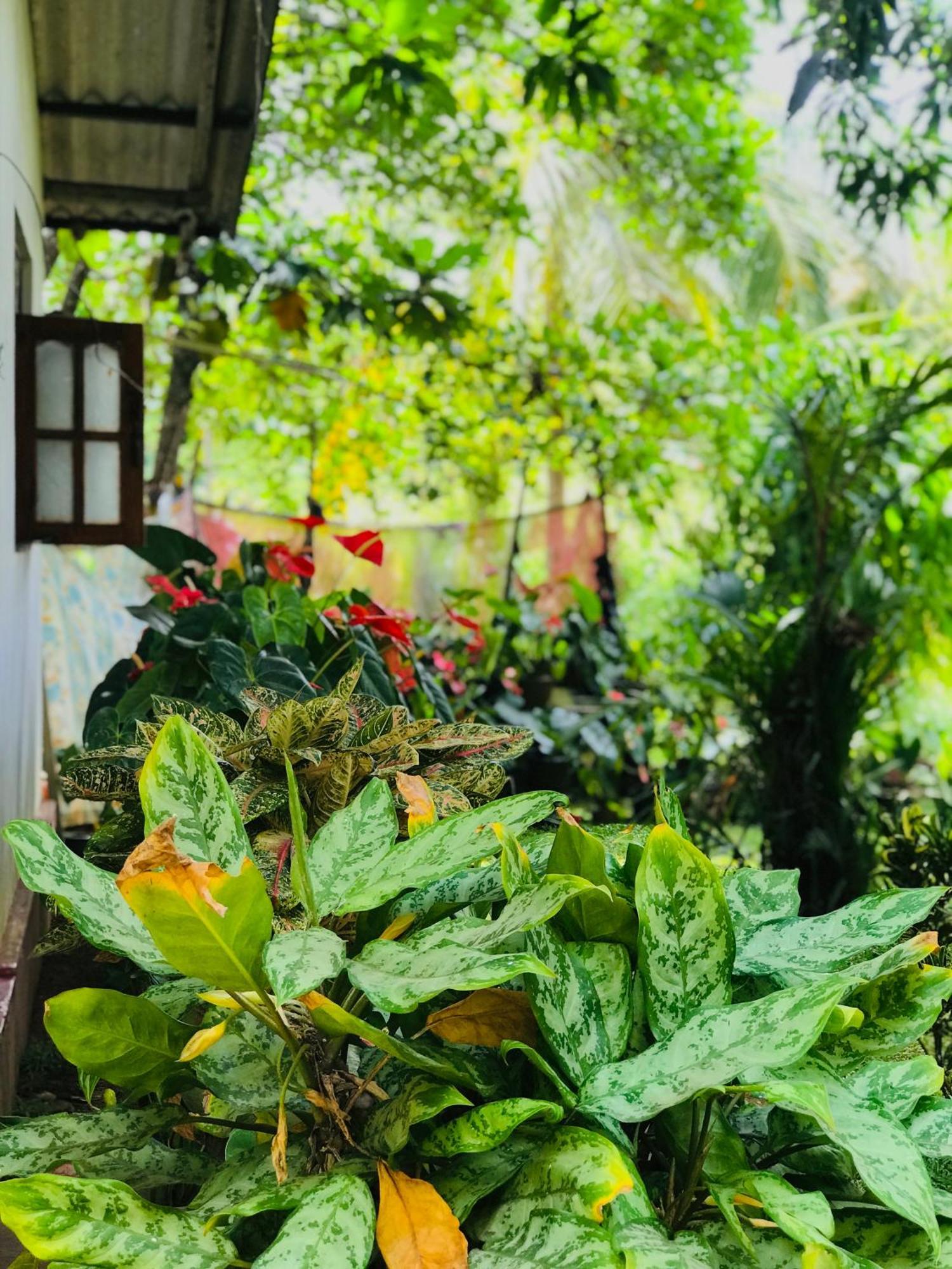 Sigiri Lakshan Home Stay Szigirija Kültér fotó